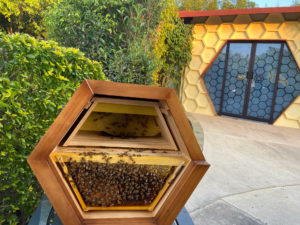 Observation Bee Hive