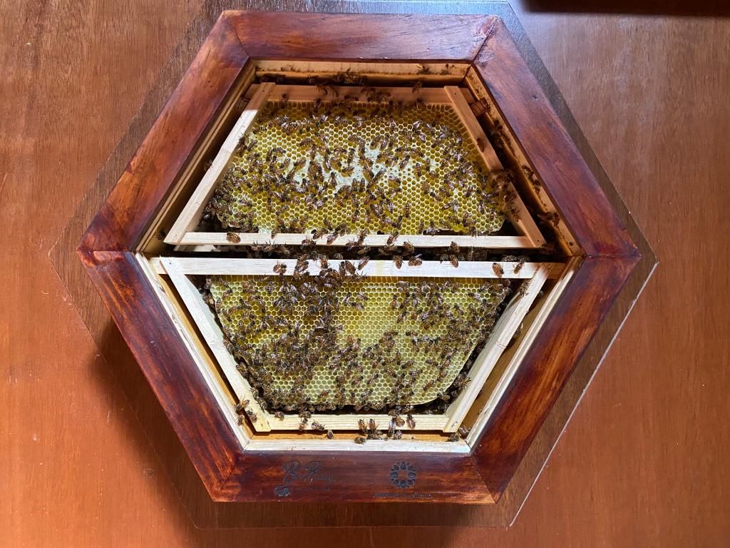 Friendly Hive (Observation) – The BeeRing